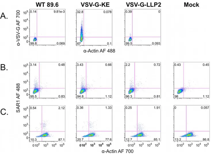 Figure 4. VSV-G epitope insertions do not disrupt Env association with detergent-resistant membranes