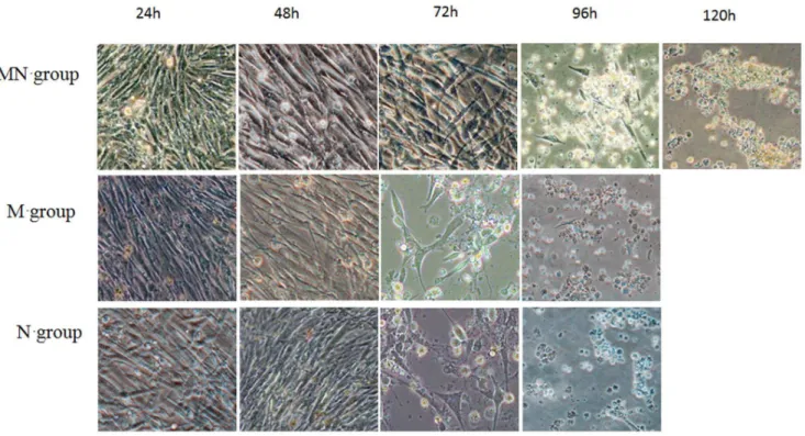 Figure 4. The cell morphology of CEF inoculated NDV for each antibody group at different time (2006)