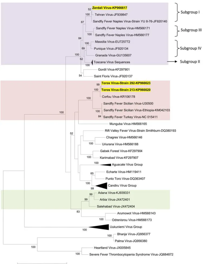 Fig 4. The Maximum likelihood phylogenetic analysis of the phlebovirus glycoprotein c (Gc) sequences