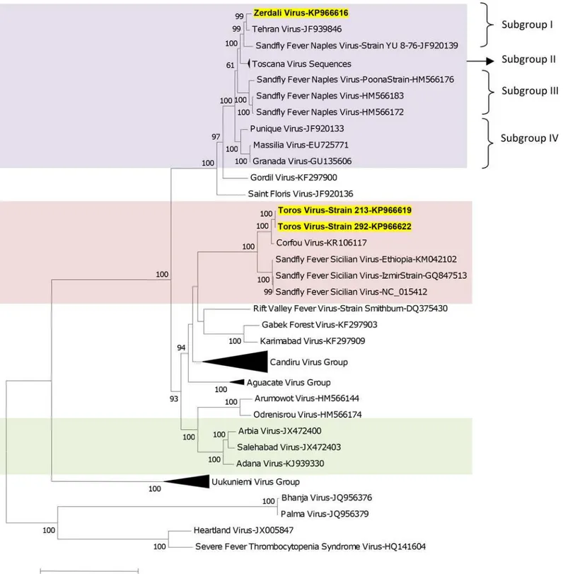 Fig 2. The Maximum likelihood phylogenetic analysis of the phlebovirus polymerase sequences