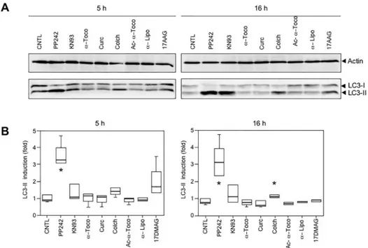 Fig 7. No induction of autophagy by pharmaceutical compounds. (A) Representative Western blot stained with anti-actin (upper panel) and anti-LC3 (lower panel)