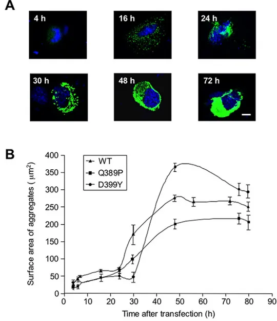 Fig 1. Kinetics of desmin mutant aggregation. (A) C2C12 murine myoblasts transiently transfected with an expression vector coding for a GFP-tagged desmin mutant D399Y were fixed at various times (4 to 80 h) following transfection