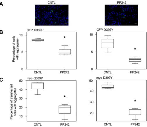 Fig 4. Stimulation of autophagy with PP242 reduces desmin aggregation in myoblasts. (A) C2C12 cells were transiently transfected for 4 h with GFP-Desmin D399Y mutant, washed, and treated for 16 h with PP242 (10 μM)