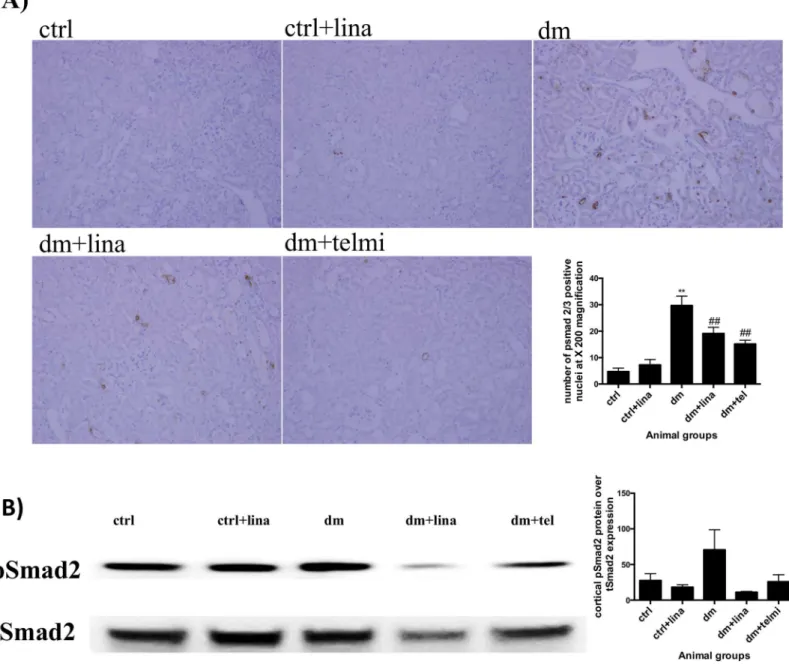 Fig 4. Linagliptin reduced tubular pSmad 2/3 expression (a marker of transforming growth factor beta activation) in diabetic mice and showed a trend towards reduced cortical pSmad 2 expression on western blot analysis in diabetic mice