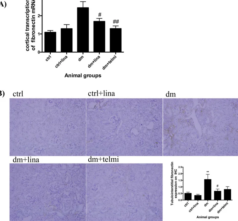 Fig 5. Linagliptin reduced fibronectin transcription and expression in diabetic mice. (A) Diabetic mice demonstrated increased cortical fibronectin mRNA transcription by real time PCR