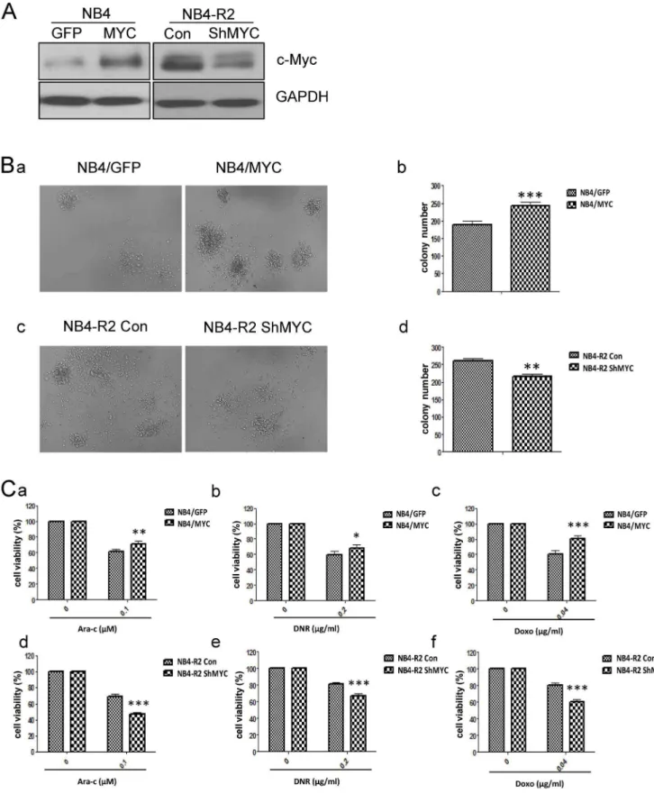 Figure 2. c-Myc over-expression contributes to drug resistance and high colony formation capacity in leukemic cells