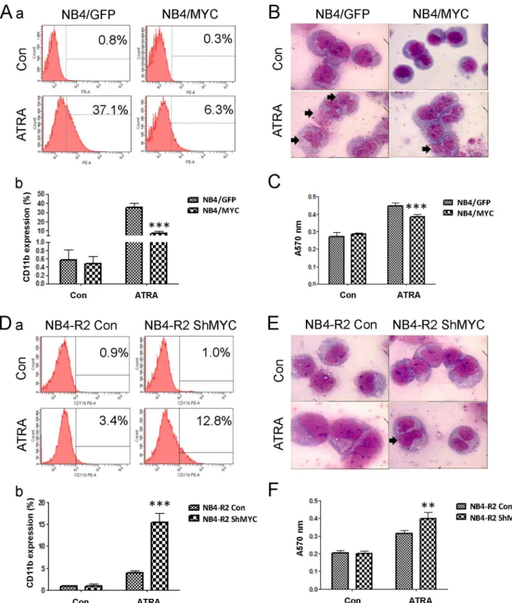 Figure 3. c-Myc inhibits cell differentiation induced by ATRA. NB4/GFP and NB4/MYC, as well as NB4-R2 Con and NB4-R2 ShMYC, were treated with 1 mM ATRA for 72 h