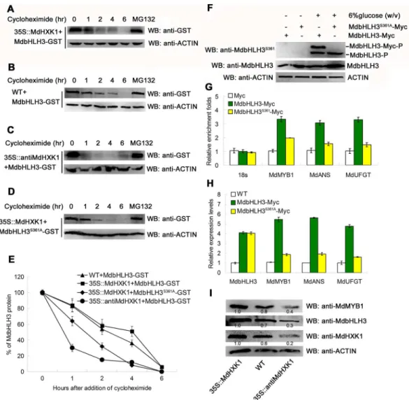 Fig 5. Phosphorylation modification stabilizes the MdbHLH3 protein and enhances its binding capacity to the promoters of downstream genes