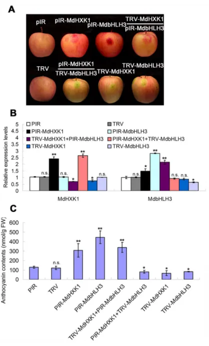 Fig 7. Transient expression of MdHXK1 and MdbHLH3 via the viral vector-based transformation alters anthocyanin levels in apple fruits