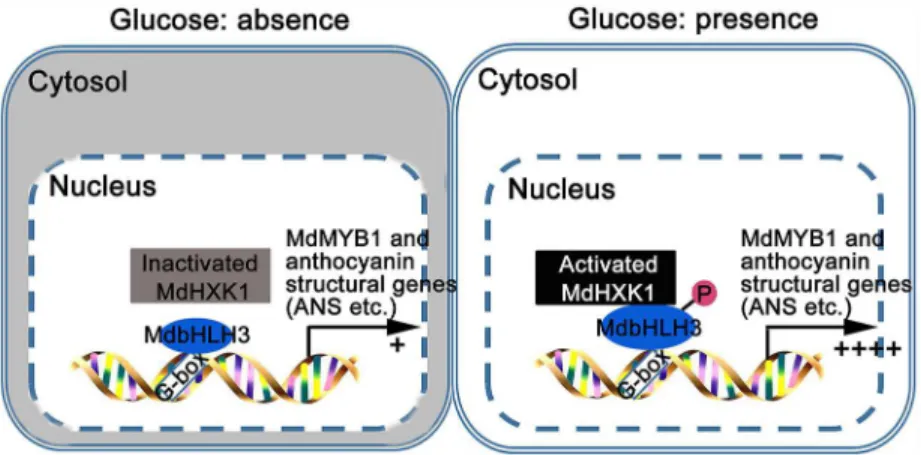 Fig 8. Model demonstrating that MdHXK1 protein kinase stabilizes MdbHLH3 via phosphorylation to modulate anthocyanin accumulation in response to glucose in apple.
