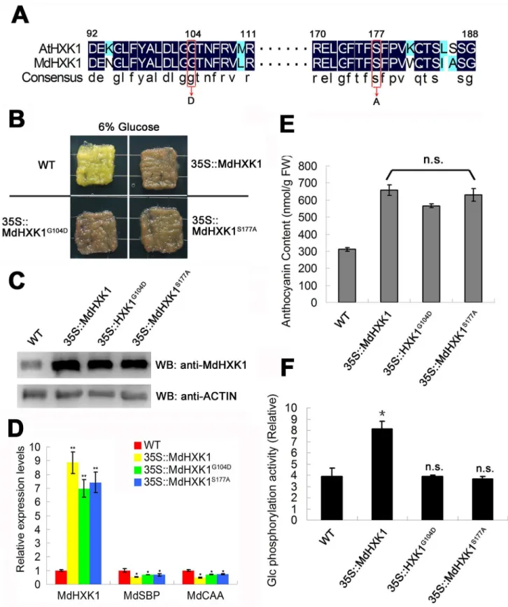 Fig 1. MdHXK1 modulates anthocyanin accumulation mainly through the glucose signaling pathway
