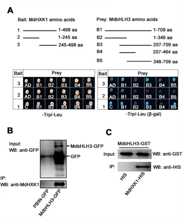 Fig 2. MdHXK1 physically interacts with MdbHLH3. (A) The C-terminus of MdHXK1 specifically interacts with the C-terminus of MdbHLH3 in a yeast two-hybrid assay
