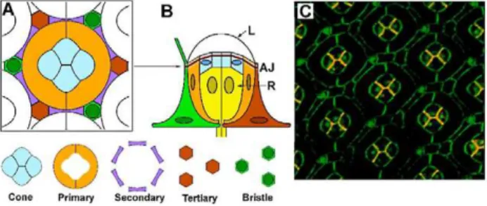 Figure 1. Drosophila eye geometry. (A) Adherens Junction (AJ) cross section schematic, with the ‘‘core’’ of cone and primary pigment cells and the ‘‘frame’’ of secondary and tertiary/bristle cells