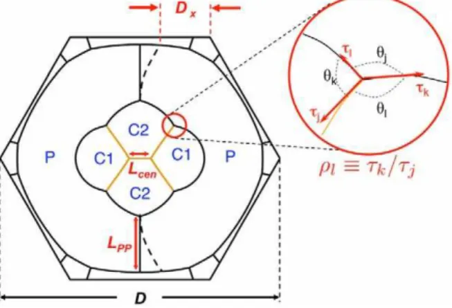 Figure 2 shows the modeled AJ structure of such an ommatidium with labels corresponding to the names of each cell.