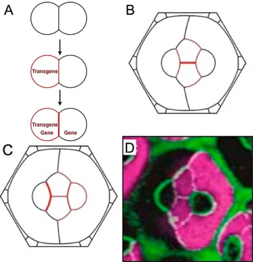 Fig. 8A). By the time they do become neighbors, the endogenous N-cadherin gene has been expressed in the cone cells for about 10 hours
