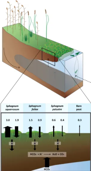 Figure 4. Schematic overview of a transitional floating mire in- in-fluenced by HCO − 3 -rich groundwater or surface water, illustrated by dashed arrows in the figure above