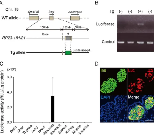 Figure 1. Generation of Ins1-luc BAC transgenic mice. (A) Diagrammatic representation of the transgene