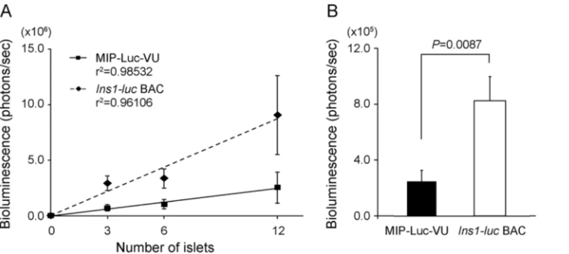 Figure 3. Bioluminescence intensity of isolated pancreatic islets in culture. (A) 3, 6, and 12 islets of similar size from MIP-Luc-VU mice (n = 4) and Ins1-luc BAC transgenic mice (n = 5) were individually placed in a 24-well plate, and bioluminescence ima