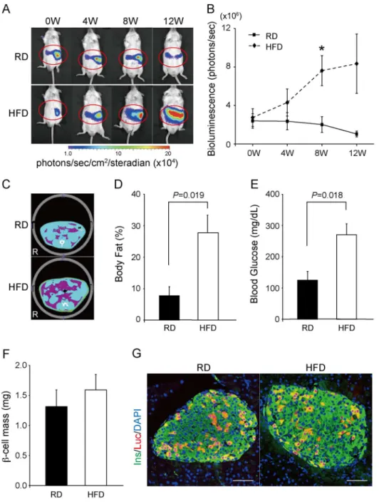 Figure 5. Bioluminescence images of Ins1-luc BAC transgenic mice fed a regular (RD) or a high-fat diet (HFD)