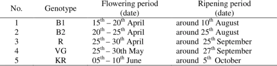 Table 1. Average flowering and ripening period of isolated black elderberry (Sambucus  nigra L.) genotypes 
