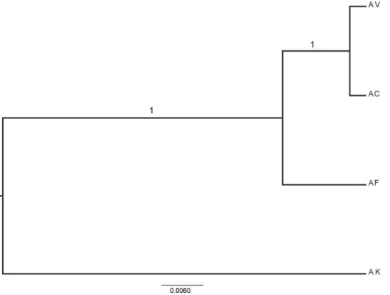 Figure 2. The estimate of the species tree based on the combined dataset.