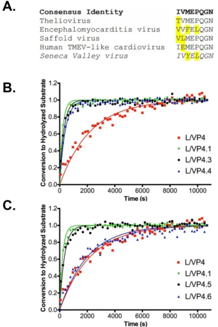 Fig 3. Optimization of the L/VP4 Substrate A. Alignment of SVV L/VP4 cleavage site (shown in italics) with L/VP4 junction sequences of closely related cardioviruses