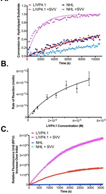 Fig 4. SVV-001 3C pro substrates are cleaved in the context of a cellular infection. A