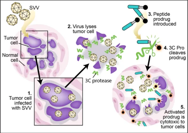Fig 1. Conceptual schematic of use of an SVV 3C pro activated peptide prodrug in combination with SVV virotherapy as a novel form of VDEPT.
