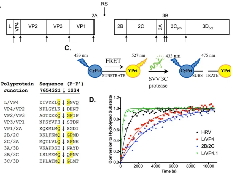 Fig 2. SVV-001 polyprotein and identification of efficient 3C protease substrates A. The SVV-001 polyprotein is hypothesized to include twelve mature proteins based on sequence alignment with closely related viruses