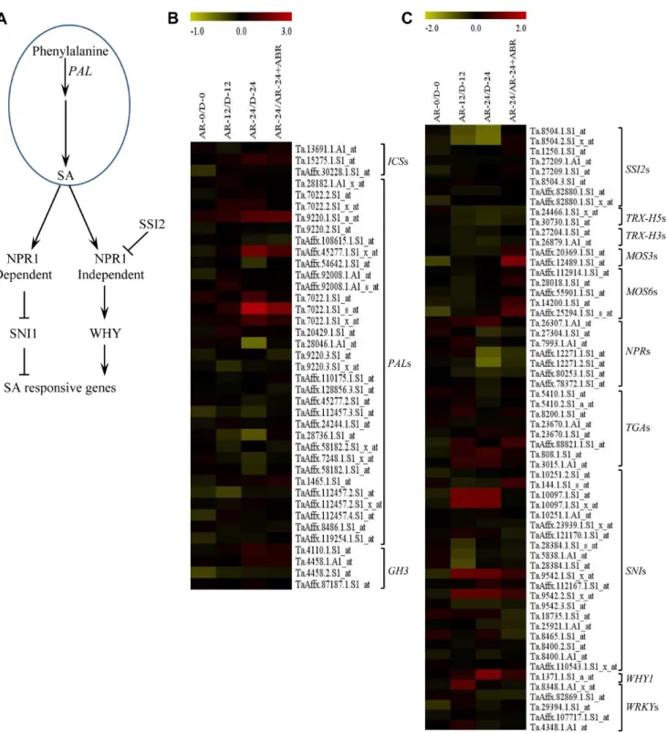 Figure 6. Changes in expression of salicylic acid (SA) metabolism and signaling genes in response to after-ripening