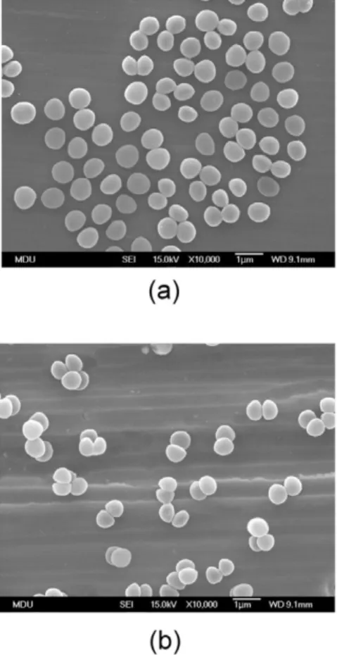 Figure 2. SEM micrographs of S. aureus incubated on (a) an uncoated Ti surface and (b) a Zr–22C–17N-coated Ti surface.