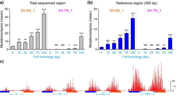 Fig 3. Short regions of perfect homology promote stronger mutation in combination with the 500-bp interspersed homology 5H-6N_1