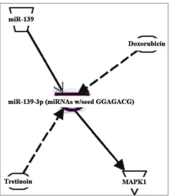 Fig. 3. The target genes of miR-139-3p obtained from IPA. miR- miR-139-3p binds to MAPK1 and can be regulated by doxorubicin  and tretinoin.