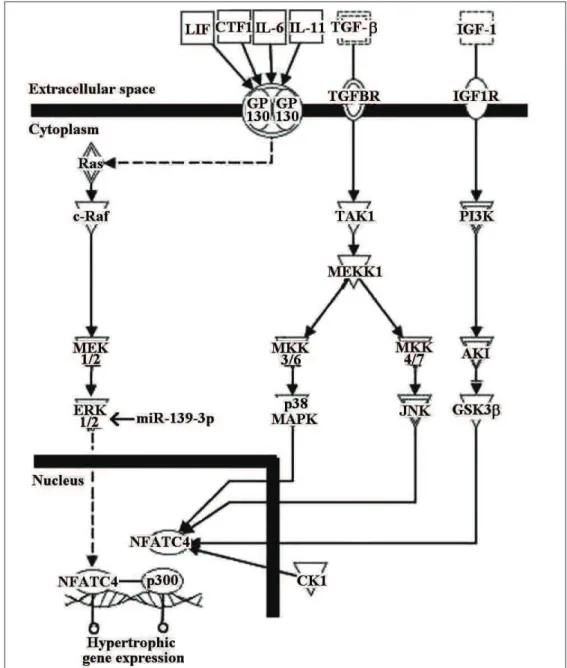 Fig. 4. The cardiac hypertrophy signaling pathway obtained from IPA analysis. MAPK1 (also known as ERK), a target gene of miR-139- miR-139-3p, participate in NFAT- mediated cardiac hypertrophy.