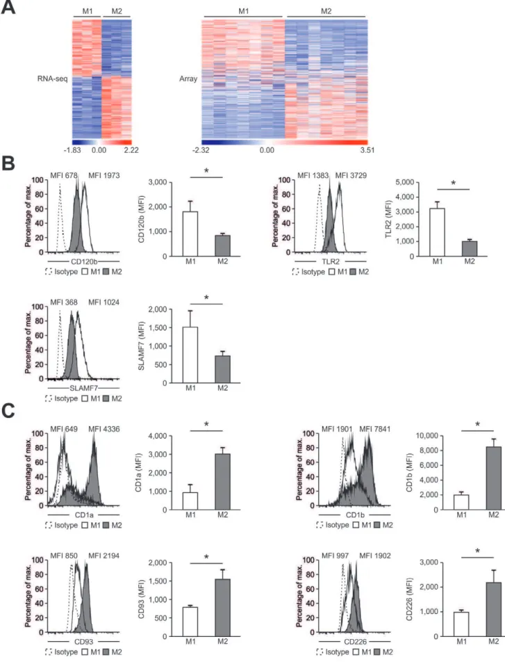 Figure 7. Identification of new macrophage polarization markers based on combined transcriptome analysis