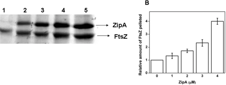 Figure 3. ZipA induced bundling of FtsZ and co-polymerized with FtsZ. FtsZ (2 mM) was polymerized in 25 mM PIPES buffer, pH 6.8 containing 1 mM MgCl 2 and 1 mM GTP at 37uC in the absence and presence of ZipA