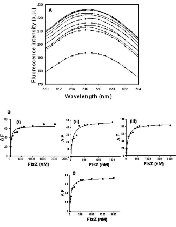 Figure 4. Characterization of equilibrium binding of FITC-ZipA to FtsZ. The fluorescence emission spectra of FITC-ZipA (0.5 mM) at pH 6.8 in the absence (&amp;) and presence of 10 (m), 25 (n), 50 ( N ), 100 (#), 200 (¤), 300 (e), 500 (x), 600 (*), 1000 (+)