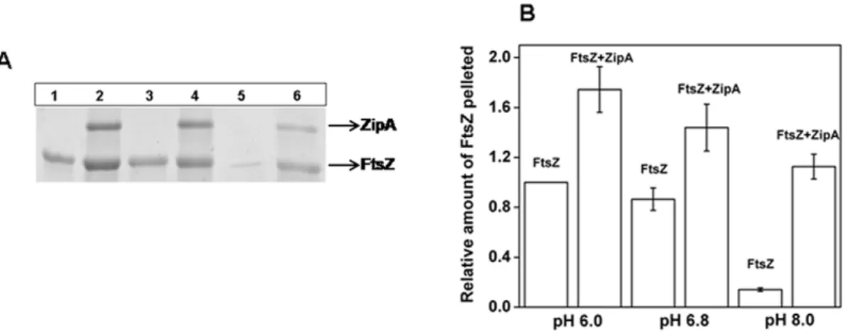 Figure 5. Effects of ZipA on the polymerized amount of FtsZ at different pHs. FtsZ (6 mM) was polymerized in 50 mM PIPES buffer containing 1 mM MgCl 2 and 1 mM GTP at 37uC in the absence and presence of ZipA (2 mM) at different pHs