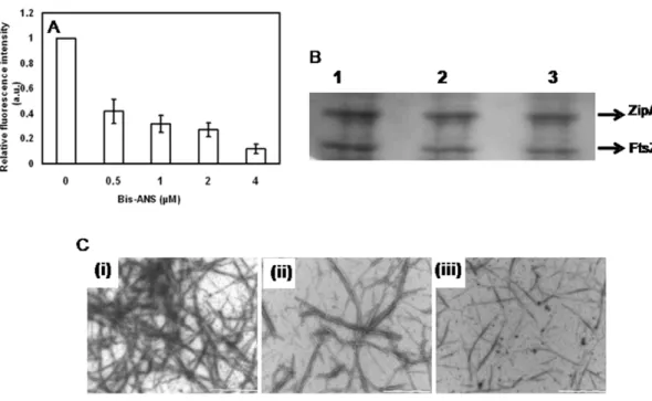 Figure 6. Effects of ZipA on the assembly and bundling of FtsZ at different pHs. FtsZ (6 mM) was polymerized in 50 mM PIPES buffer containing 1 mM MgCl 2 and 1 mM GTP at 37uC in the absence (i, ii, iii) and presence (iv, v, vi) of ZipA (2 mM) at pHs of 6.0