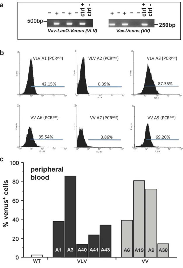 Figure 2. Identification of transgenic mice. The VavLacOVenus (VLV) plasmid as well as an unmodified version of the VavP plasmid encoding Venus cDNA (VV) were digested with AseI and PvuI and an approximately 9.2 kb AseI-PvuI fragment was used for microinje