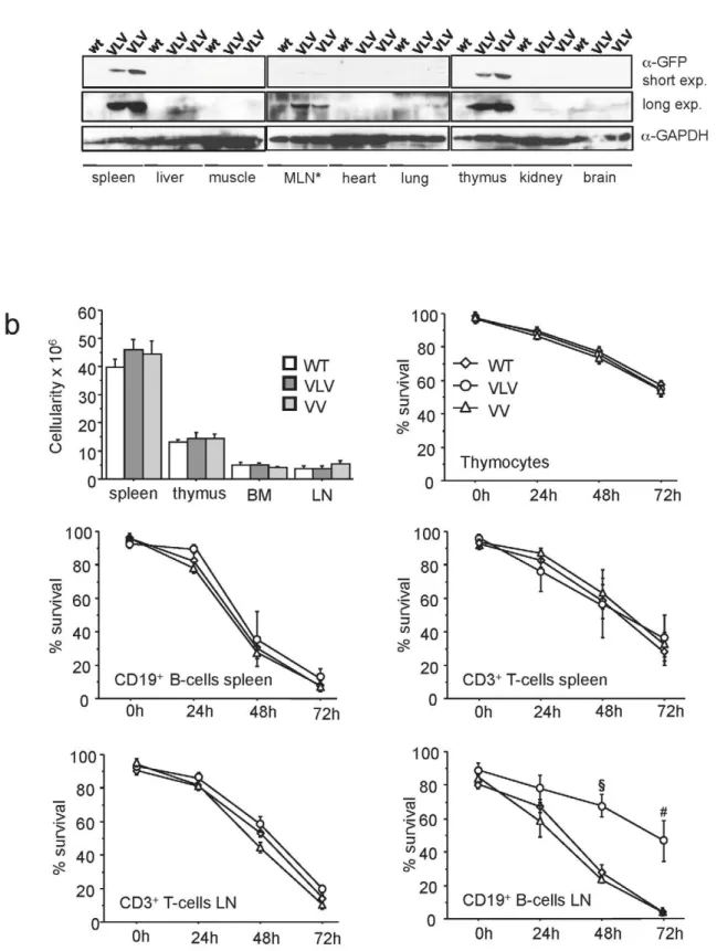 Figure 3. Characterization of Venus expression, organ cellularity and lymphocyte survival in vitro 
