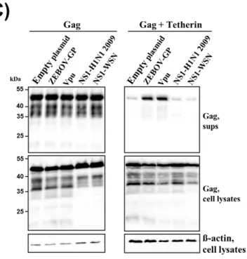 Figure 2. NS1 does not antagonize tetherin. (A) Plasmids encoding the indicated proteins or empty plasmid were transfected into 293T cells and expression of tetherin and b-actin in cell lysates was determined by Western blot
