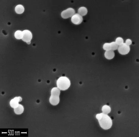 Fig. 4. FEG-SEM image of secondary organic aerosol particles on a polycarbonate filter: