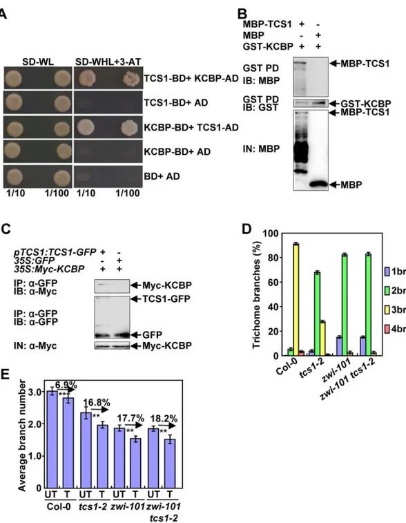 Fig 6. TCS1 physically and genetically interacts with KCBP to control the number of trichome branches.