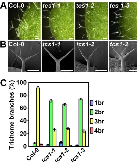 Fig 1. tcs1 mutants show the reduced number of trichome branches. (A) Light microscope images of Col-0, tcs1-1, tcs1-2 and tcs1-3 trichomes