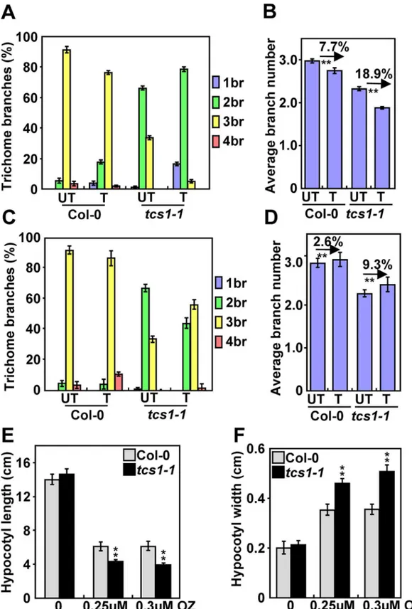 Fig 2. Trichomes and hypocotyls of tcs1-1 are hypersensitive to the microtubule-disrupting drug oryzalin and the microtubule-stabilizing drug paclitaxel