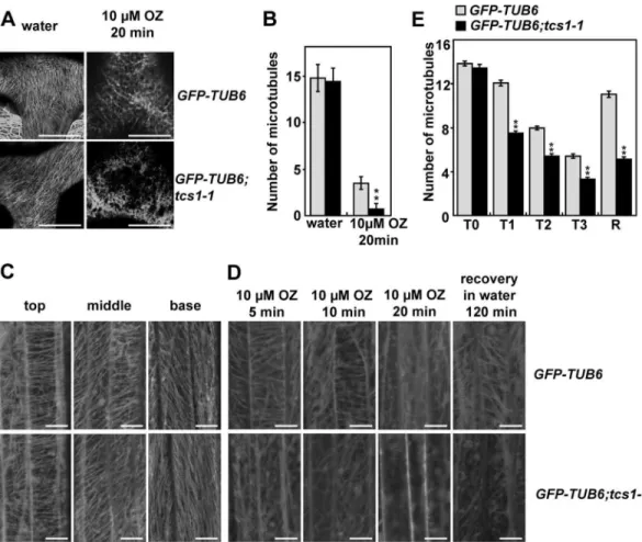 Fig 3. Disruption of TCS1 influences the stability of microtubules in trichomes. (A) Cortical microtubules in trichome cells of GFP-TUB6 and GFP-TUB6;tcs1-1 treated with water or 10 μM oryzalin (OZ) for 20 minutes.