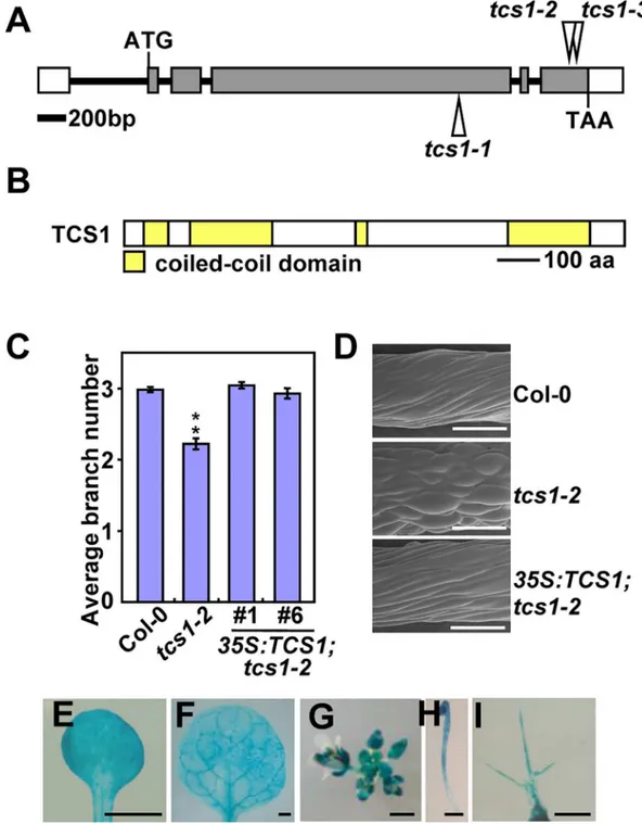 Fig 4. Identification of the TCS1 gene. (A) The TCS1 gene structure. The start codon (ATG) and the stop codon (TAA) are indicated