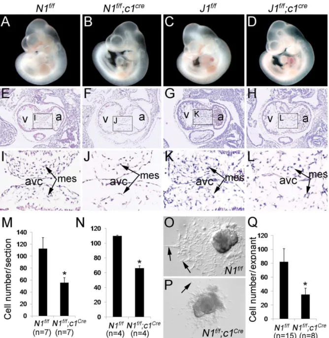 Figure 2. Endocardial-specific deletion of Notch1 does not affect early vascular formation