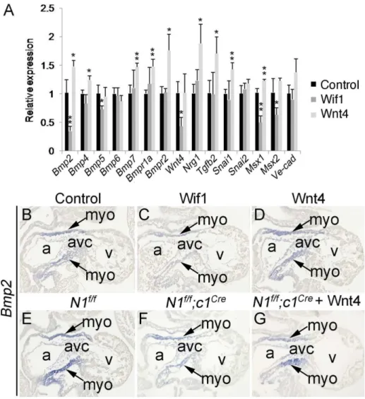 Figure 5. Bmp2 expression is regulated by Wnt signaling. A, qPCR analysis showing that Bmp2 expression was inhibited by Wif1 and induced by Wnt4